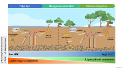 研究揭示紅樹林恢復過程中土壤有機碳來源